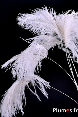 Panicule struisvogel zilveren schacht - 30-40 cm - wit-crème